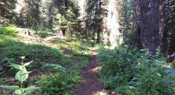 Trail junction with North Fork Catherine Creek Trail. 